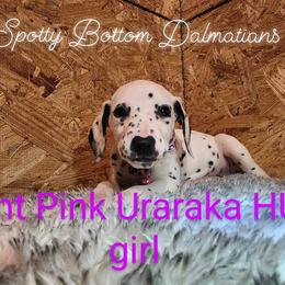 Dalmatian Puppies from Spotty Bottom Dalmatians