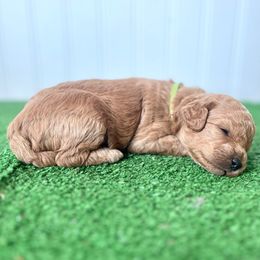 Poppy - Red  female Poodle puppy in Springtown, Texas from North Texas Puppies