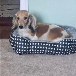 Willow - Piebald female Dachshund puppy in Anaconda, Montana from Montana Country Dachshunds
