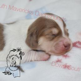 Choc and cream dapple pie - Dapple female Dachshund puppy in Seminary, Mississippi from Down South Mavericks Dachshunds