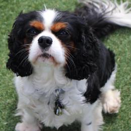 Bella - Cavalier King Charles Spaniel