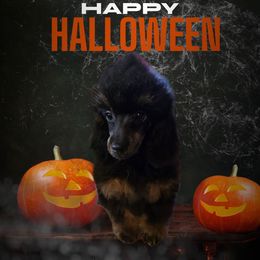 Luca - Phantom male Poodle puppy in Decateur, Texas from Symphony Miniature Poodles