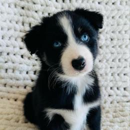 Romeo - Black tri-color male Australian Shepherd puppy in Zwingle, Iowa from Homestead Aussies & Doodles
