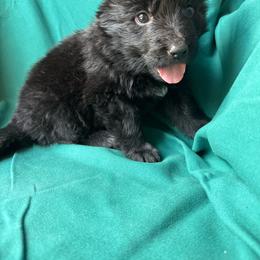 Neon orange boy - Black male German Shepherd puppy in Jennings, Kansas from Lost Creek German Shepherds LLC