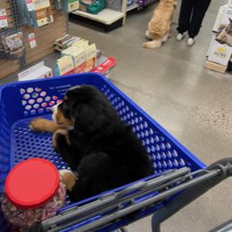 Bernese Mountain Dog Puppies from Lonesome Pine Farm