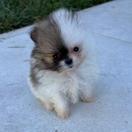 Oreo - Cream sable parti male Pomeranian puppy in Ladera Ranch, California from Tinkerpoms