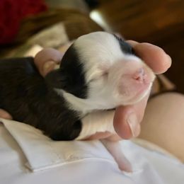 Shoi -Ming - Black and white female Chinese Crested puppy in Henderson, Kentucky from Western Kentucky Chihuahua’s and Chinese Crested’s