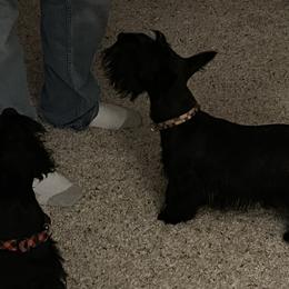 Scottish Terriers from Mehring’s Scotty’s