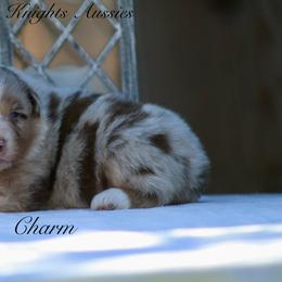 Charm - Red merle male Australian Shepherd puppy in Ceres, California from Knight's Aussies
