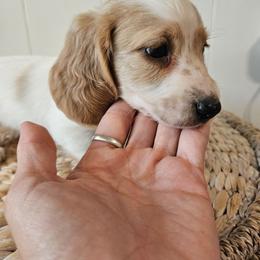 Zac - Piebald male Dachshund puppy in Mountain Grove, Missouri from Boot Scootin Pups