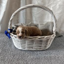 Blue Collar Male - Red  male Goldendoodle puppy in Bradenton, Florida from Suncoast Goldendoodles