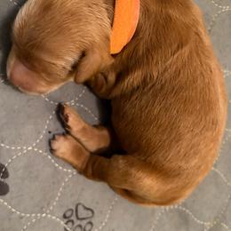 Miss Orange - Apricot female Goldendoodle puppy in Indiana, Pennsylvania from Kathy's Doodles