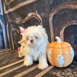 Sam - White male Shih Tzu puppy in Success, Missouri from Sweet Success