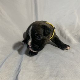 Toni and Mark - Fawn male Boxer puppy in Madras, Oregon from BnT Boxers