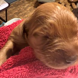 Golden Retriever Puppies from Blanco River Field Golden Retrievers