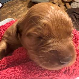 Golden Retriever Puppies from Blanco River Field Golden Retrievers