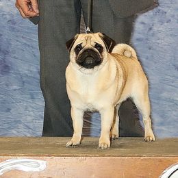 DeDe - Pug