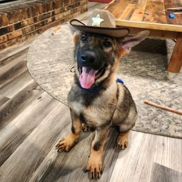 German Shepherd Puppies from Royalty German Shepherds