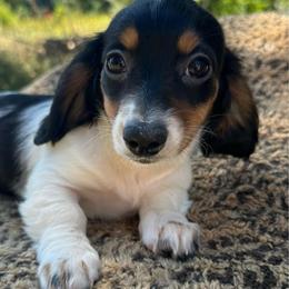 Girl 1 - Black and tan female Dachshund puppy in Chehalis, Washington from PrairieHill Dachshunds