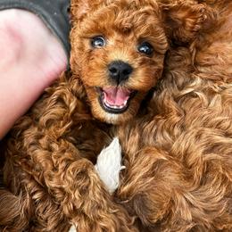 Australian Labradoodle, Bernedoodle, and Cavapoo Puppies from Doodles of Oz