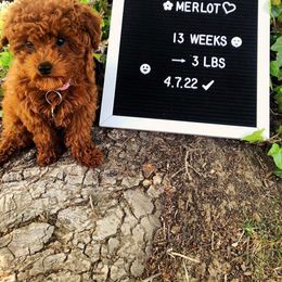 Poodle Puppies from Little Red Poodles