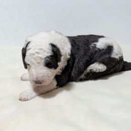 Buck - Gray and white male Sheepadoodle puppy in Seaman, Ohio from Ohio Valley Sheepadoodles