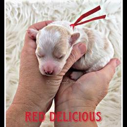 Red Delicious - Parti female Poodle puppy in Fort Calhoun, Nebraska from Devin’s Purple Poodles