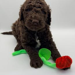 Cogsworth - Chocolate male Goldendoodle puppy in Ponchatoula, Louisiana from Real Life Furrytales