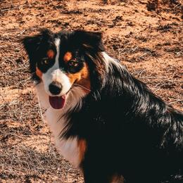 Australian Shepherds from Dancing M Kennels