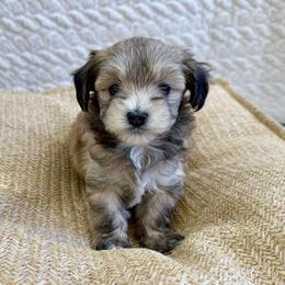 Tommy - Black and tan brindle male Havapoo puppy in Pleasant Grove, Utah from Snuggle Buddies