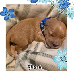 Flash (blue collar) - Apricot male Goldendoodle puppy in Richmond, Virginia from Highland Grove Doodles, LLC