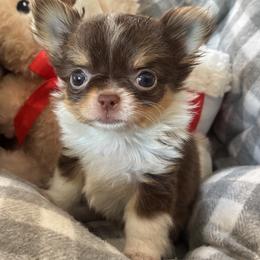 Siri  She looks AI but she's not - Chocolate and tan female Chihuahua puppy in Summerfield, Florida from Impeccable's Boutique & Ethical Breeder for the educated & discriminating ONLY