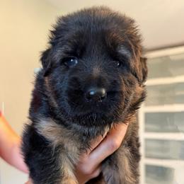 Indigo (Lavender ribbon) - Black and red female German Shepherd puppy in Purcellville, Virginia from Starry Night German Shepherd Dogs