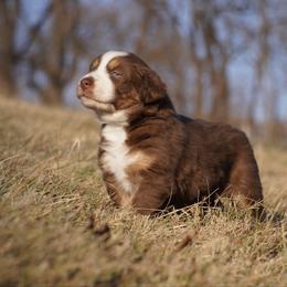 Ritz - Red tri-color male Australian Shepherd puppy in Glenville, Pennsylvania from Rolling Hills Australian Shepherds