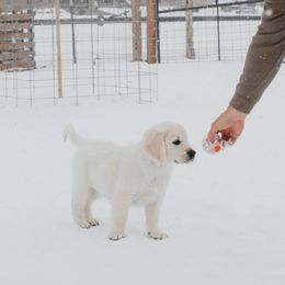 Golden Retriever Puppies from Arrowhead Kennels