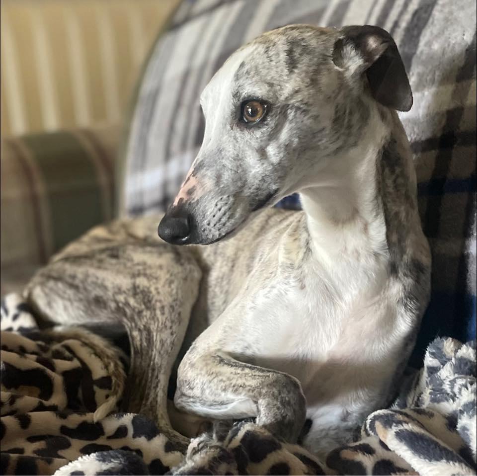 Shannon Whippets in Georgia | Whippet puppies | Good Dog