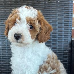 Hazel - Parti female Poodle puppy in Ephrata, Pennsylvania from Ella’s Cottage Poodles
