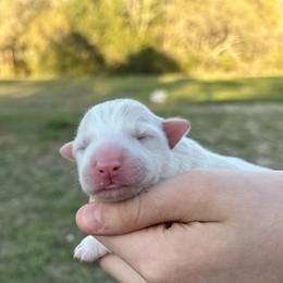 List blue collar - Gold male Border Collie puppy in Graceville, Florida from Fire N Arrows Border Collies