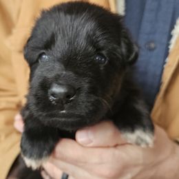 Faith (Red collar) - Black female German Shepherd puppy in Columbus, Indiana from Stony Lonesome GSD