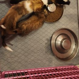 Shetland Sheepdog Puppies from DK'S Sassy River Shelties