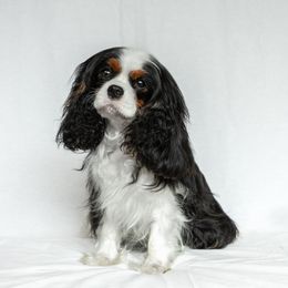 Pepper - Cavalier King Charles Spaniel