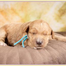 Gucci - Red and white male Cockapoo puppy in Connersville, Indiana from Deaz Doodle Ranch