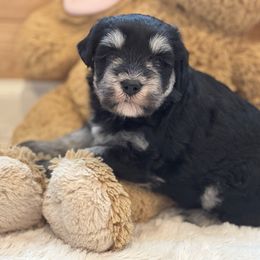 Heidi - Black and silver female Miniature Schnauzer puppy in Auburn, Georgia from Very Special Mini Schnauzers