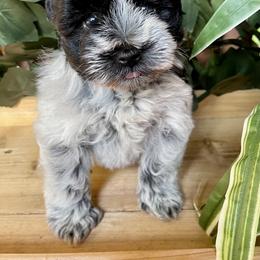 Miniature Schnauzer Puppies from K&K Precious Tx schnauzers