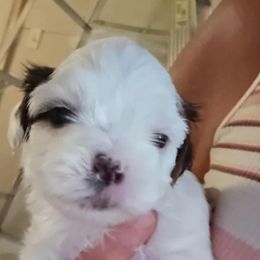 Boy 3 - Brindle and white male Shih Tzu puppy in Rockmart, Georgia from Sonya Garrett
