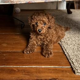 Scarlet Ashley - Red  female Poodle puppy in Colerain, North Carolina from Lisa's Poodles