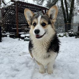 Milosh - Black and tan male Pembroke Welsh Corgi puppy in San Rafael, California from Top Shepherd Perlez