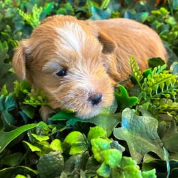Squid (brown collar) - Wheaten male Miniature Schnauzer puppy in Hemet, California from Journee Home Mini Schnauzers