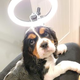 Cavalier King Charles Spaniel Puppies from Royalton Cavaliers