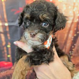 Saturn - Red tri-color male Aussiedoodle puppy in Prescott Valley, Arizona from Ramirez Family Doodles